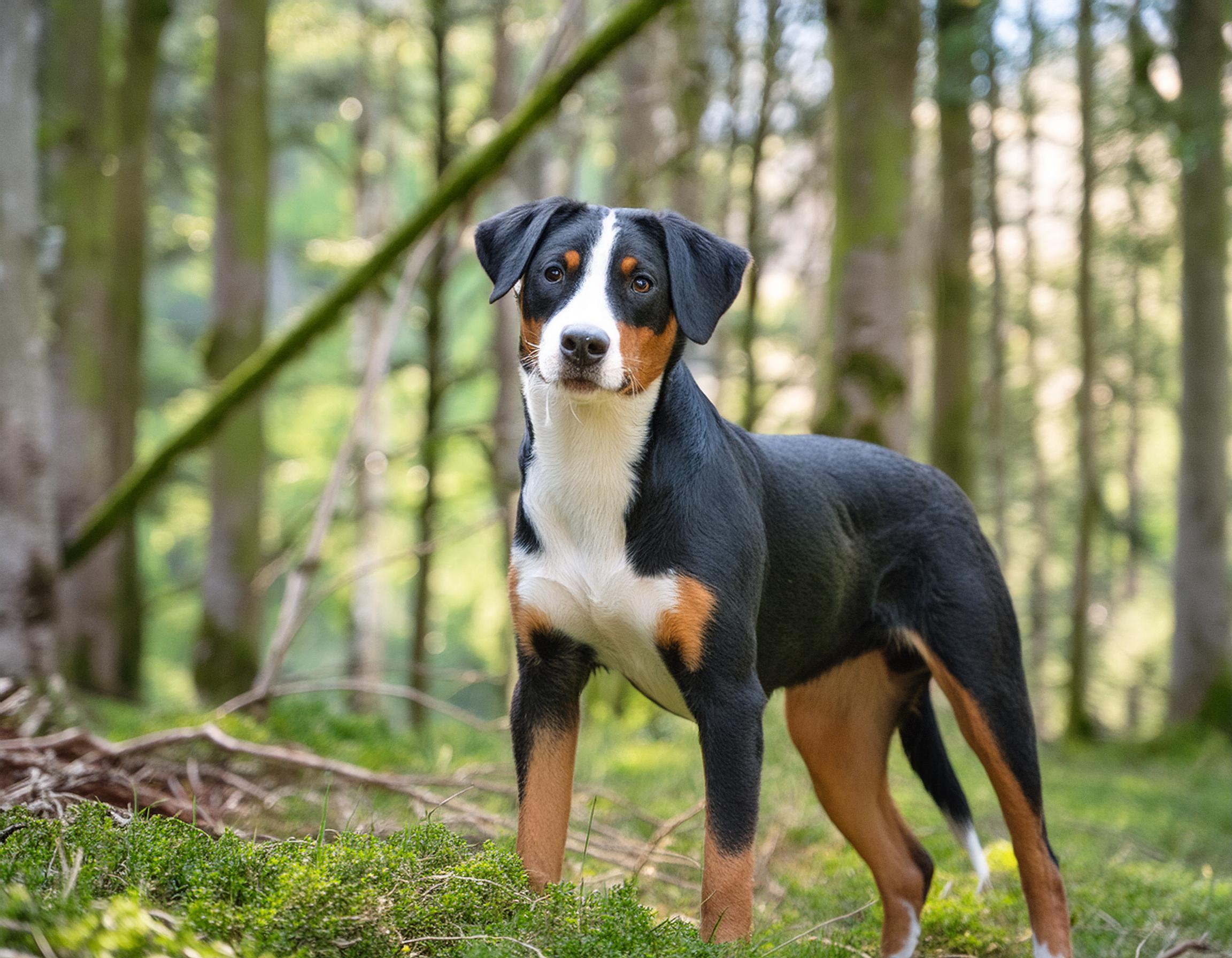 Appenzeller sennenhund